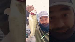 8 Downtown Chicago River Bass 🎣 Ned rig minnow crawl Tap the like and subscribe button [upl. by Noyr272]