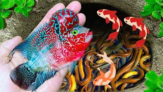 Amazing Catch Strange Colored Fish In Mysterious Eggs Ping Pong Pearl Fish Guppy koi Fish [upl. by Risteau]