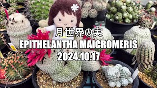 月世界の実 Epithelantha maicromeris 2024 10 17 [upl. by Eiznikam456]