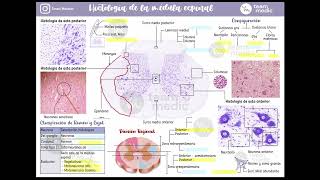 Histología de medula espinal  Primera parte [upl. by Dranek]