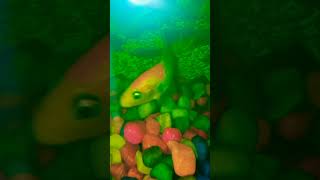 pufferfish thefishfans puffer birds goldfishtank fish goldfishtankmates [upl. by Ggerk]