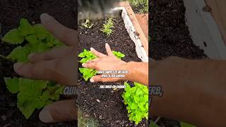 Herb Spice amp Tea Garden permaculture viralshort teagarden spices herbs regenerativeagriculture [upl. by Anivlek569]