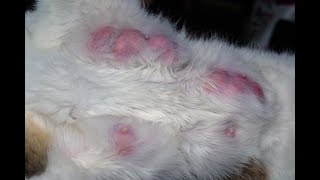 cat mastitis home treatment  What are the clinical signs of mastitis Drhira saeed [upl. by Nylirrej]