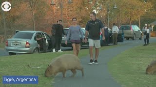 Hundreds of capybaras overrun neighborhood in Argentina [upl. by Trakas534]