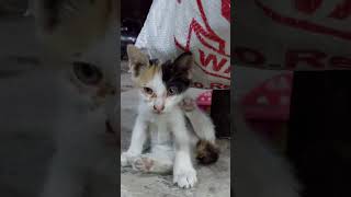 Street Kitten’s Surprised Reaction to Being Caught on Camera KittenSurprise PetVideos FunnyPets [upl. by Eleanor]