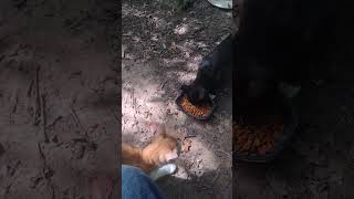 MARIO IS REALLY HUNGRY catland feralcats kittens cats [upl. by Lauer]