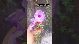 morning glory  explore the beauty of nature churaya hua ped 🤣🤣🤣🤣🤣 [upl. by Nogem932]