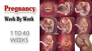 Pregnancy Calculator Week By Week  Fetal Development Week by Week  Pregnancy Symptoms Week by Week [upl. by Sokairyk32]