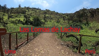 Lomas de Lachay [upl. by Ploss]