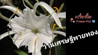 ว่านเศรษฐีพายทอง  Pancratium sp [upl. by Caty696]