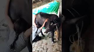 cow priyalkukrejacomedy comedyfilms ilvestreamandearnmoneyapp animals pahirkepetkenichesaari [upl. by Edmonds]