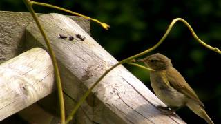 Willow Warbler or Chiffchaff  You Tell Me [upl. by Ayirp]