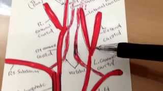 Major arteries leading into the Circle of Willis  ウィリス動脈輪 [upl. by Falk]