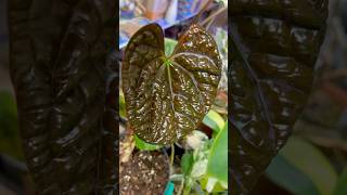 Growing healthy Anthurium anthurium aroids plantlover [upl. by Erminie]