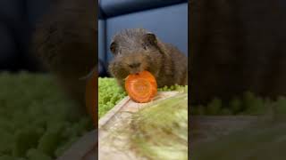 He likes carrots capybara pets guineapig cute pet adorable animals cuteanimals guineapigs [upl. by Aigneis]