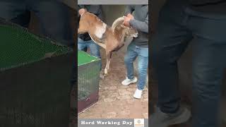 The Process Of Sending A Mountain Goat To A New Home [upl. by Ecirbaf]