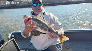 SAUGER FISHING ILLINOIS RIVER 3 2024 [upl. by Dorman]