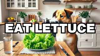 Can Dogs Eat Lettuce Explained [upl. by Malva439]