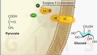 Phosphotransferase System PTS Transport YouTube [upl. by Yrocej]