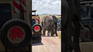 Travel to Africa l Magical Africa l Luxury Safari [upl. by Borrell]