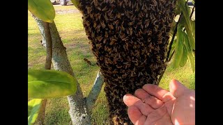 She Found This In Her Tree And Immediately Called Me [upl. by Noroj557]