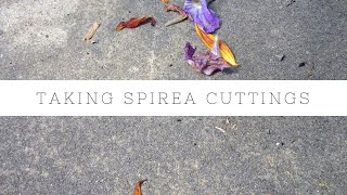 How to take Spirea cuttings [upl. by Urbana902]