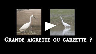 Grande aigrette ou Garzette [upl. by Hulen]