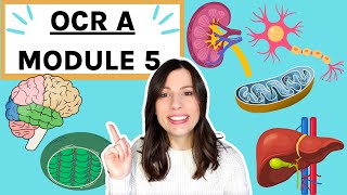 Module 5 OCR A level Biology Nervous and hormonal response Responses Respiration  photosynthesis [upl. by Aroon]