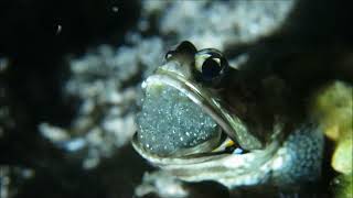 Banded Jawfish Eggs Hatching [upl. by Paulie640]