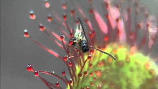 Carnivorous Plants of the New Jersey Pine Barrens [upl. by Ellehc]