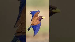 Broad Billed Roller Bird [upl. by Sorrows]