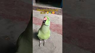 Mummy ek glass pani de do 😂🦜🥰shorts mummy mithu tota funnypets ringneckparrot funnyparrot 😂😂🦜 [upl. by Currie]