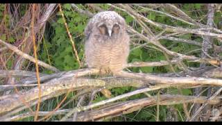 Long Eared Owl  with sound [upl. by Aihsyla]