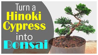 First Styling of my Small Hinoki Cypress Bonsai  TIMELAPSE [upl. by Hanonew]