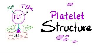 Platelet Structure  Thrombocytes Are The Babies of Megakaryocytes  Hemostasis  Hematology [upl. by Lamberto]