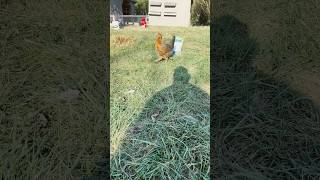 How to teach your chicken recall chicken homstead backyardchickens cow sheep farming chick [upl. by Simonne]