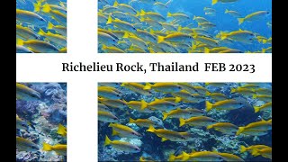 Diving in Richelieu Rock Thailand FEB 2023  GoPro Hero 9 4K [upl. by Nenney]