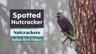 The Spotted Nutcracker Nucifraga caryocatactes  Indian Bird Videos [upl. by Nelyk]