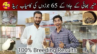 Visit Muneer Bhai 65 Pairs Java Sparrow Setup  Java Sparrow Breeding Progress  Birds [upl. by Piers]