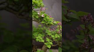 Pruning Flowering Bonsai [upl. by Neltiak686]