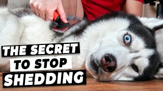 How To Stop Dog Shedding Easy Tricks from A Vet [upl. by Odrawde948]