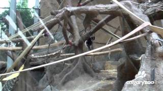 Break Dancing Gorilla playing tag at the Calgary Zoo [upl. by Assilrac1]