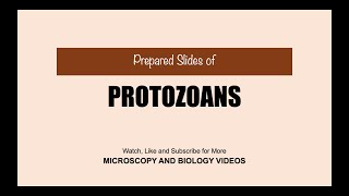 Protozoans Microscopy [upl. by Aleda]