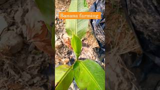 Banana farming trailer banana vlog farming agriculture shortvideo shorts [upl. by Lonergan]