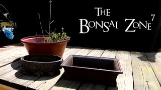 Root Pruning My Royal Oak Seedlings The Bonsai Zone May 2020 [upl. by Corydon457]