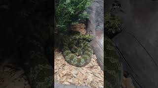 Mangshan pit viper at the Houston zoo [upl. by Chi]