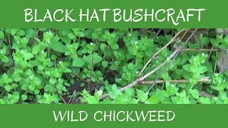 Chickweed Wild Edible amp Medicinal Plant [upl. by Iem]