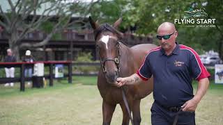 So You Think x Sacred Siren Filly NZB Karaka 2023  Flying Start Syndications [upl. by Esinrahs]