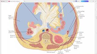 ABDOMEN ANATOMY NETTER SERIES [upl. by Vullo]