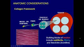 2021 Internal Derangement of Joints Upper Extremity  A CME Teaching Activity [upl. by Sturges82]